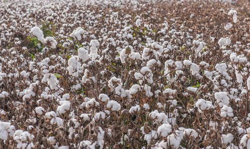 美麗的新疆,一個(gè)既遼闊又富饒的地方